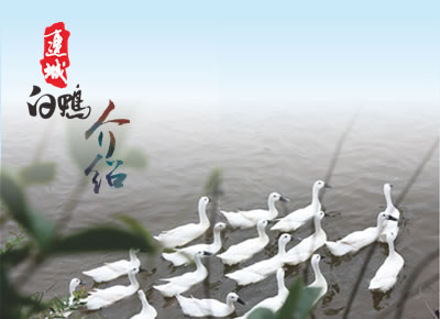 连城白鸭(白鹜鸭)简介